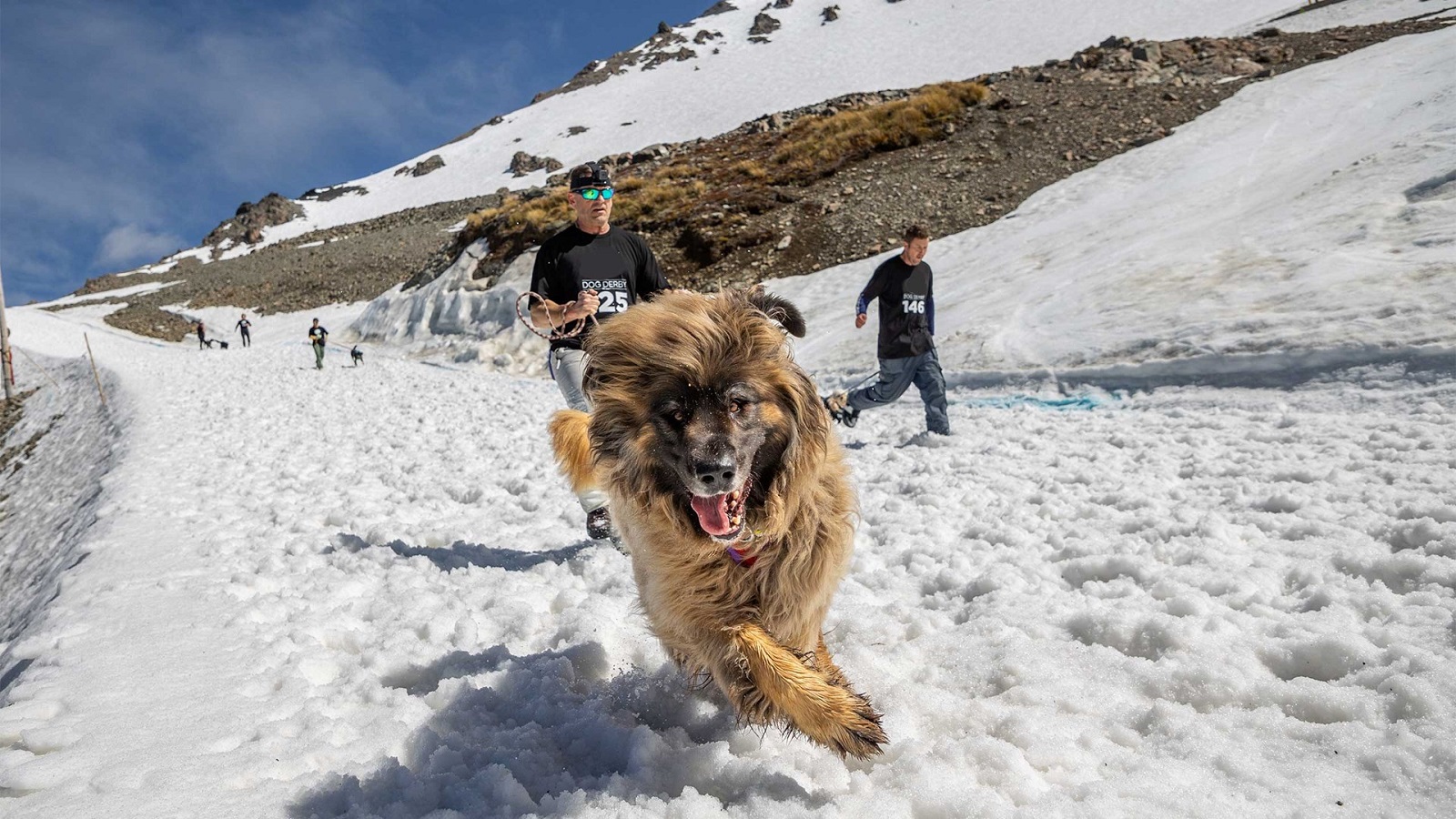 Dog Derby